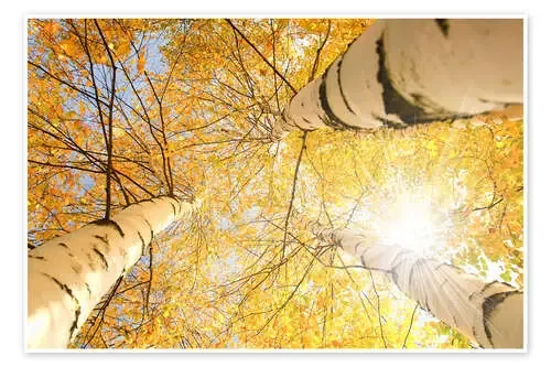 Bosque de abedules dorados Editors Choice