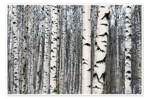 Bosque de abedules en invierno Editors Choice