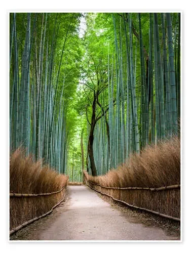 Bosque de Bambú en Kyoto Sagano Arashiyama, Japón de Jan Christopher Becke