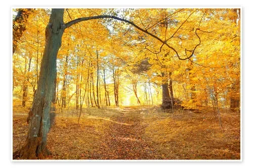 Bosque dorado en otoño Editors Choice