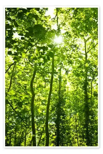 Bosque verde a la luz del sol Editors Choice