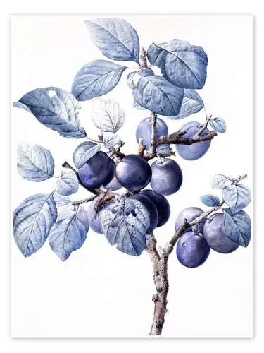 Branch of a plum with fruits de Pierre Joseph Redouté Bridgeman Images