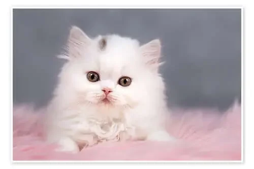 British longhair cat baby in white de Janina Bürger