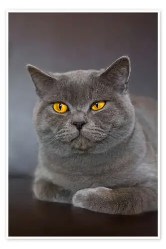British Shorthair 7 de Heidi Bollich