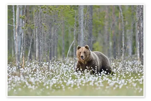 Brown bear in Finland de Alfred Trunk imageBROKER