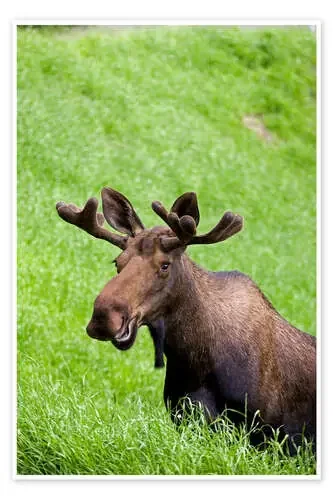 Bull Moose in the Grass de John Delapp Design Pics
