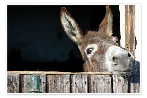 Burro curioso Editors Choice