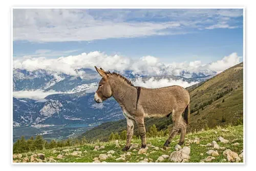 Burro solitario en la pradera Editors Choice