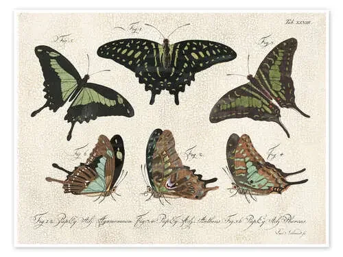 Butterflies – Collection de Vision Studio World Art Group