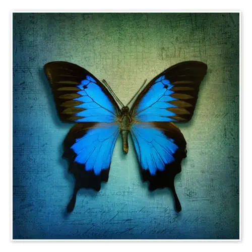 Butterfly de Elena Schweitzer