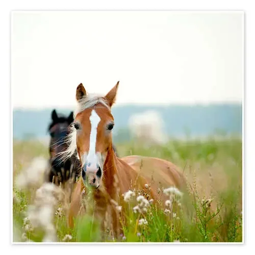 Caballo con flores silvestres Editors Choice
