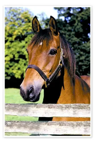 Caballo de Greg Cuddiford MGL Licensing