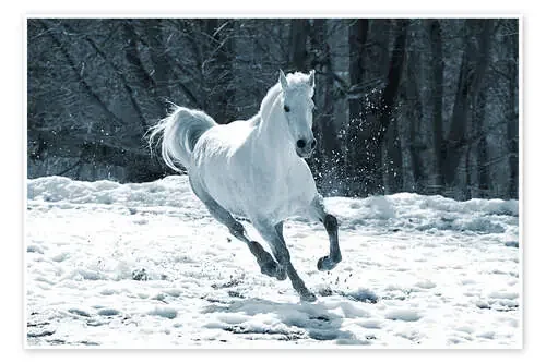 Caballo en la nieve Editors Choice