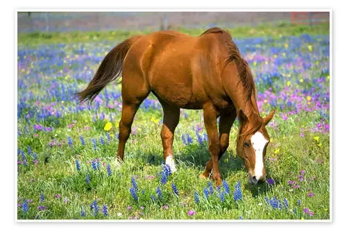 Caballo en un prado de flores de Darrell Gulin Danita Delimont