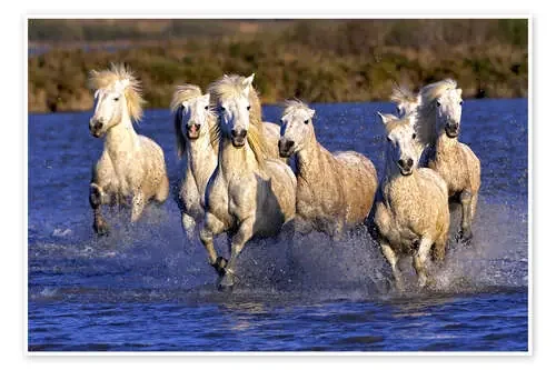 Caballos de la Camarga al galope de Adam Jones Danita Delimont