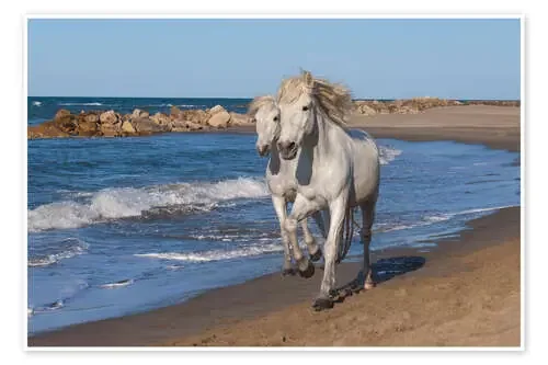 Caballos en la playa Robert Harding