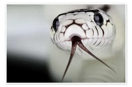 Cabeza de serpiente Editors Choice
