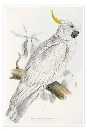 Cacatúa de Edward Lear Master Collection