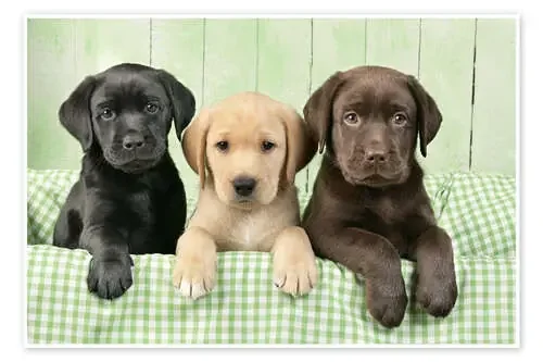 Cachorros de labrador de Greg Cuddiford MGL Licensing