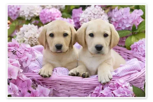 Cachorros de labrador en una cesta de Greg Cuddiford MGL Licensing
