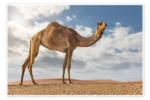 Camel in the desert de Felix Pergande