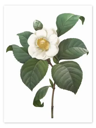 Camellia de Pierre Joseph Redouté Master Collection
