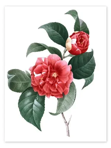 Camellia de Pierre Joseph Redouté Master Collection