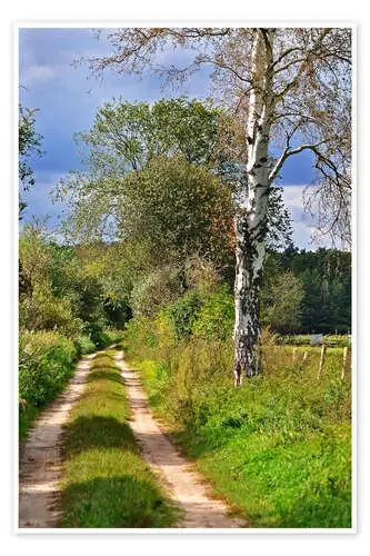 Camino en el bosque con abedules de CAPTAIN SILVA