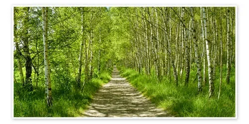 Camino en el bosque de abedules II de Atteloi
