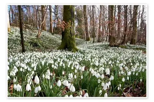 Campanilla de invierno de John Short Design Pics
