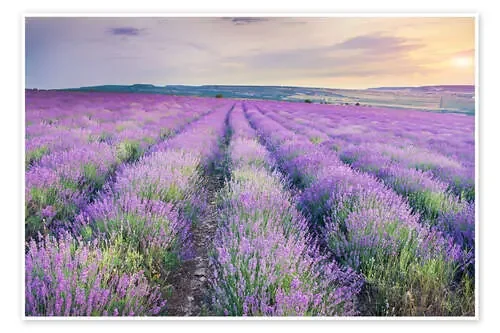 Campo de lavanda al atardecer Editors Choice