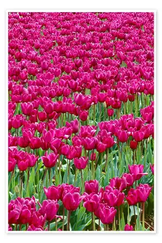 Campo de tulipán rosa de John Barger Danita Delimont