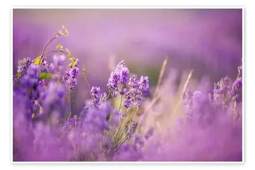 Campos de lavanda en la Provenza Editors Choice