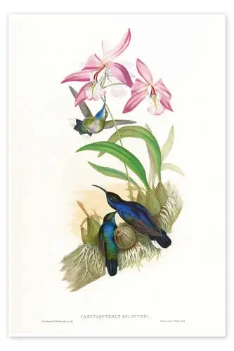 Campylopterus Delattrei de John Gould Master Collection