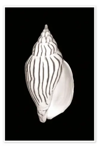 Caracol oval de Bill Brennan Design Pics