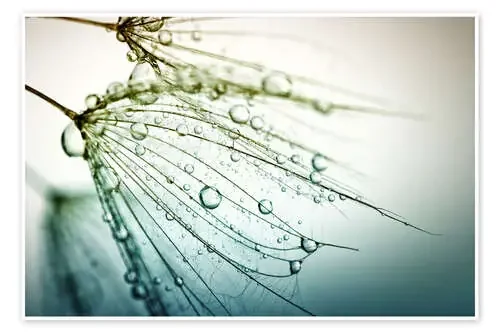 caught dewdrops Editors Choice