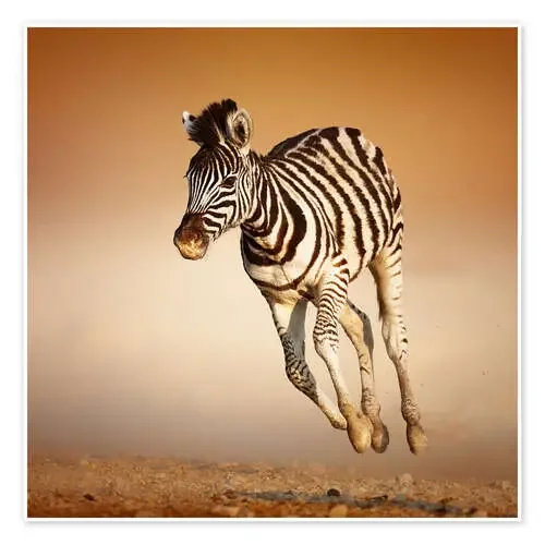 Cebra corriendo sobre la arena del desierto de Johan Swanepoel