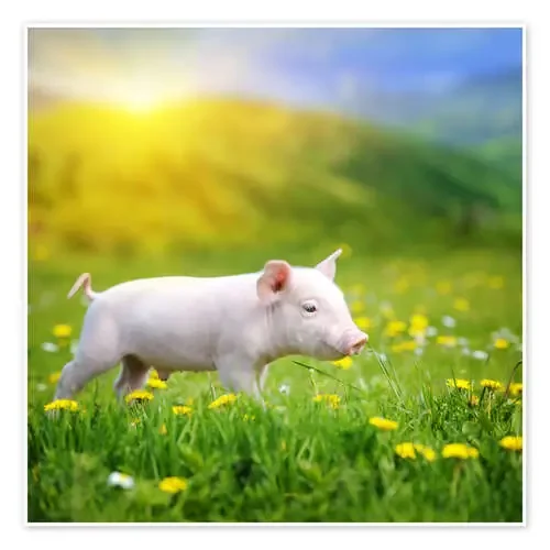 Cerdito caminando Editors Choice