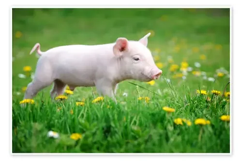 Cerdito en una pradera en primavera Editors Choice