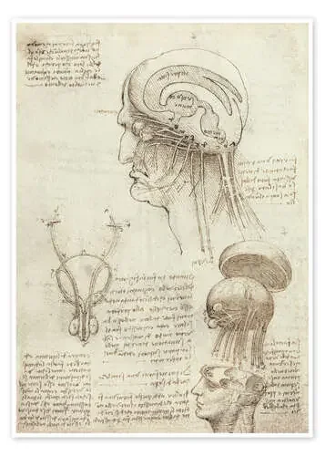 Cerebro y cráneo de Leonardo da Vinci Master Collection