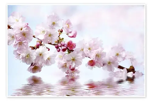 Cerezos en flor de Renate Knapp