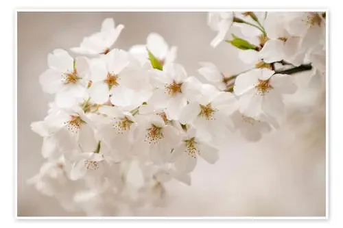 Cerezos en flor en Yoshino de Maria Mosolova Science Photo Library