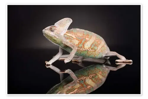 Chameleon in the studio Editors Choice
