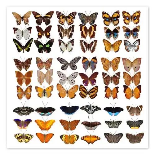 Chart of butterflies Editors Choice