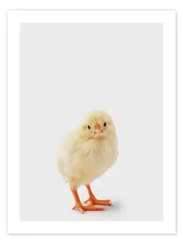 Cheeky Chick de Animal Kids Collection Editors Choice