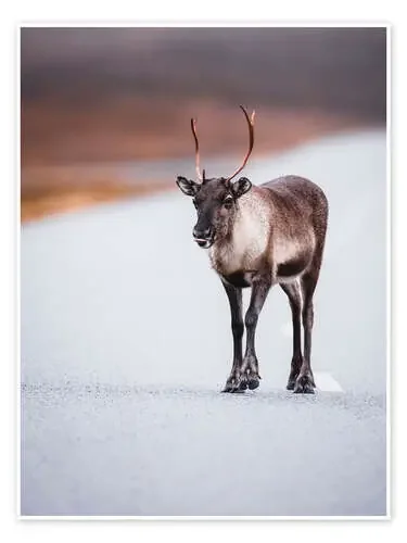 Cheeky reindeer de Moqui, Daniela Beyer