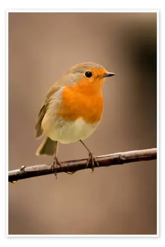 Cheeky robin Editors Choice