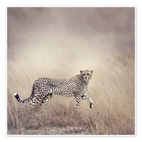 Cheetah on the hunt Editors Choice