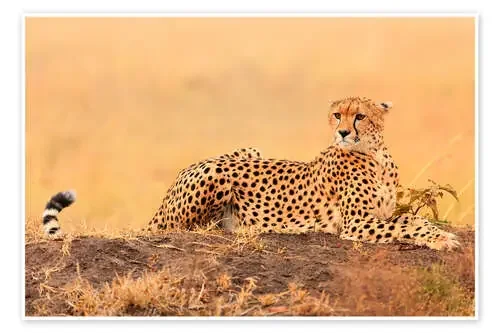 Cheetahs place Editors Choice