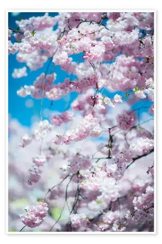Cherry blossom in spring de Peter Wey